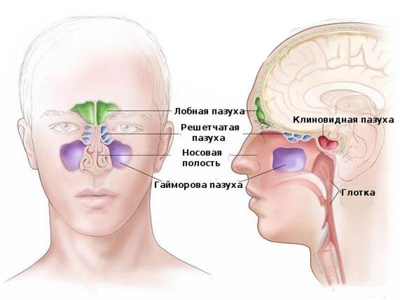 Насморк: ЧТО делать при первых симптомах 