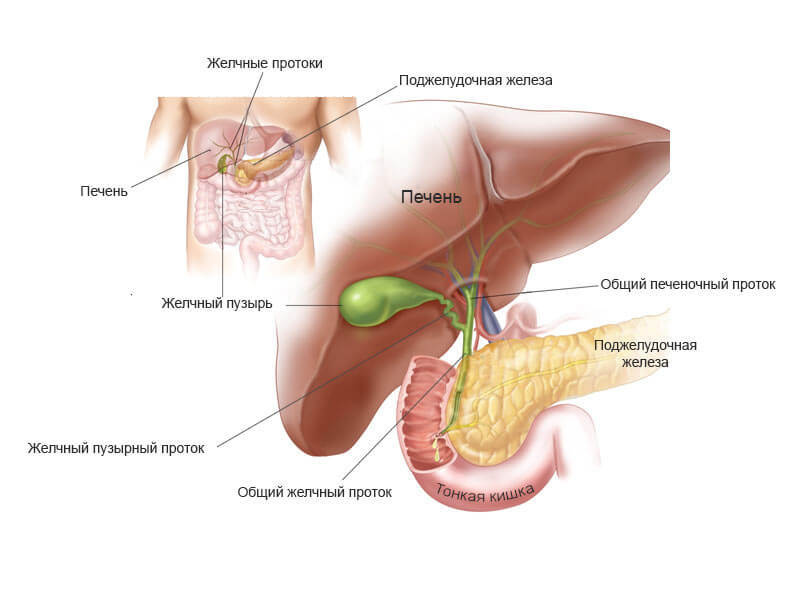 Застой желчи: как избавиться от холестаза