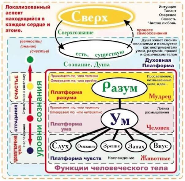 Чем отличается УМ от РАЗУМА