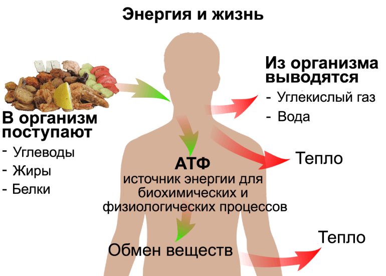 Нарушения энергетического обмена: что ВАЖНО знать