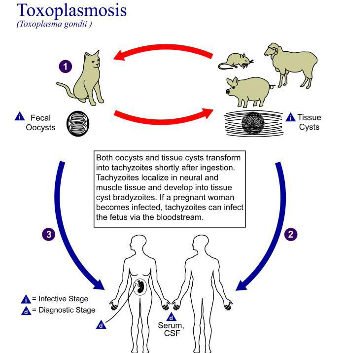 Токсоплазмоз: ЧТО делать