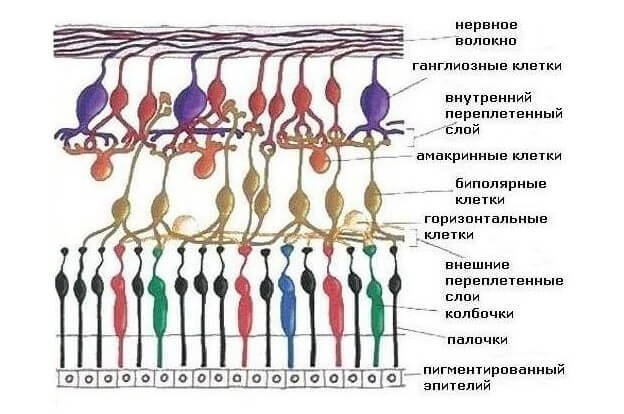 Отслойка сетчатки: что важно знать