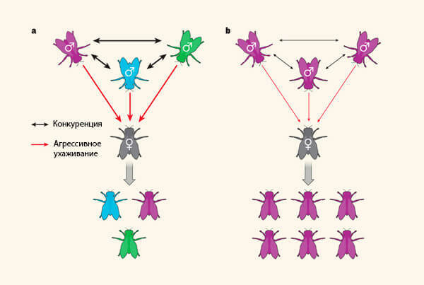 Самки медленнее стареют, если за них не конкурируют