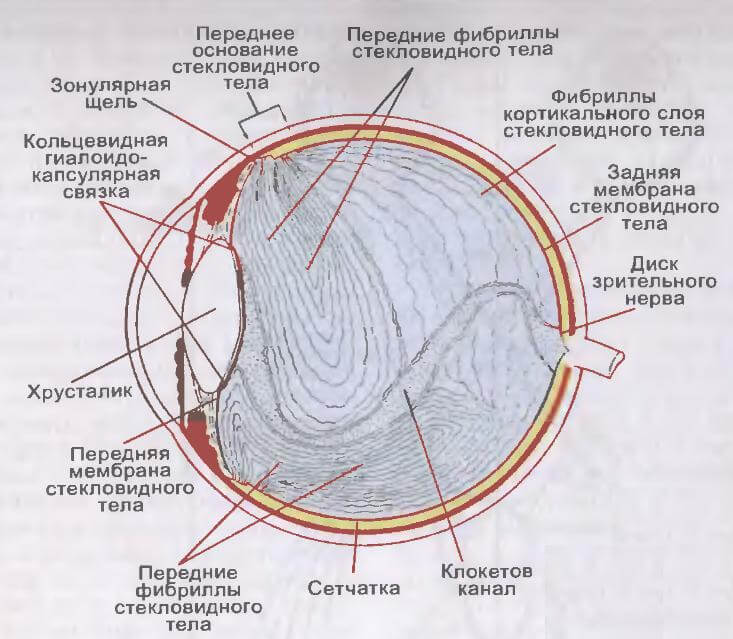 «Мошки» в глазах, или откуда берутся «битые пиксели» в стекловидном теле