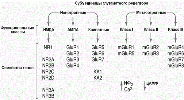 Глутамат, разгон мозга!