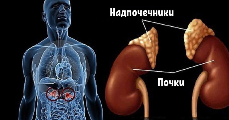 Как оценить, есть ли у вас проблемы с надпочечниками