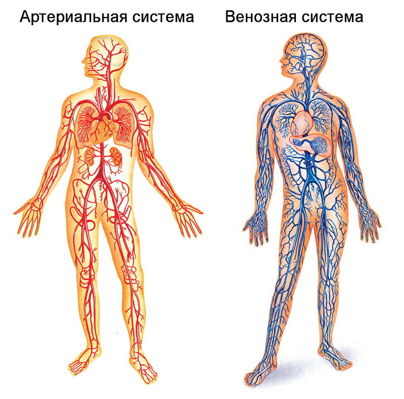 ВАЖНО! Правильное ОЧИЩЕНИЕ крови и лимфы