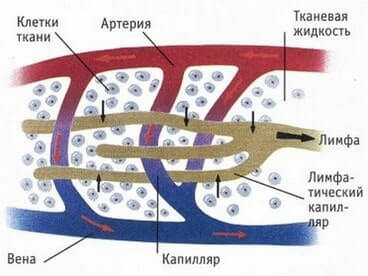 Гид по целлюлиту: почему он появляется и что с этим делать