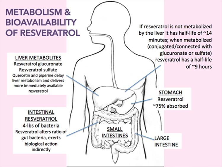 РЕСВЕРАТРОЛ: мощный антиоксидант