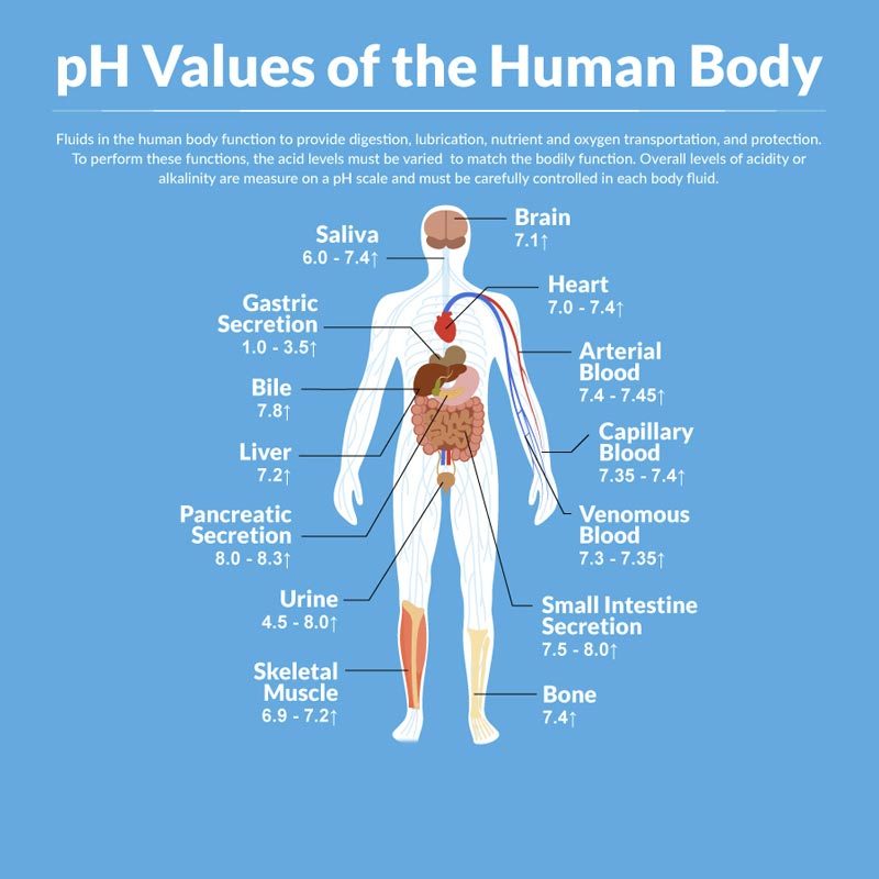 КИСЛОТНО-ЩЕЛОЧНОЙ БАЛАНС: О ЧЕМ сигнализируют измененные показатели РН