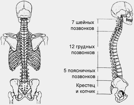 У кого ЕСТЬ позвоночник, а у кого НЕТ