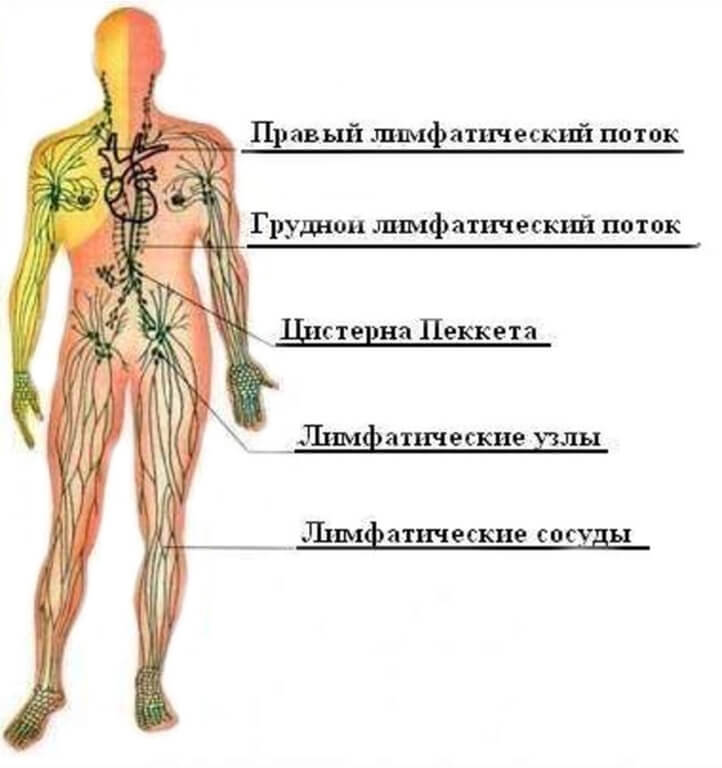 Нарушения ЛИМФОСИСТЕМЫ: очищение и профилактика