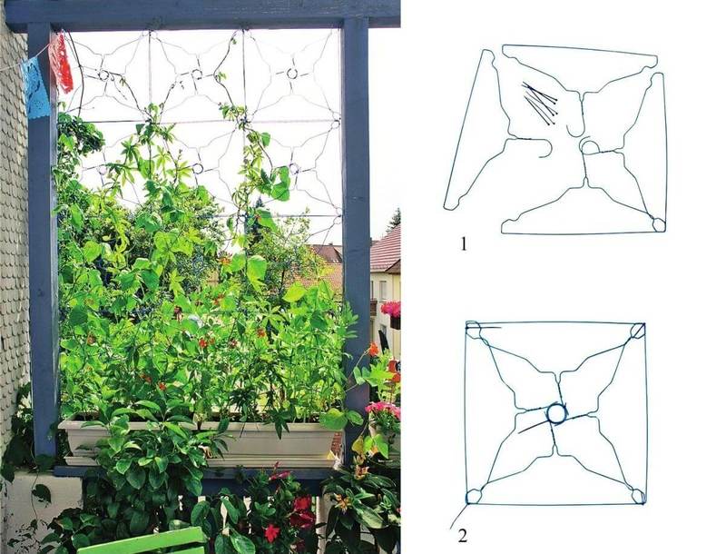 Как сделать ширму из вьющихся растений