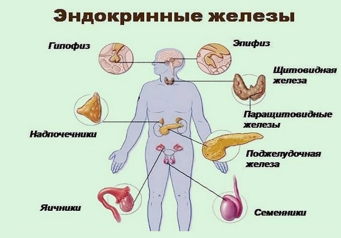 КАК ЗАМЕДЛИТЬ СТАРЕНИЕ ЭНДОКРИННОЙ СИСТЕМЫ