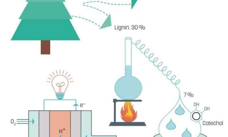 Лигнин: сверхзеленое топливо для топливных элементов