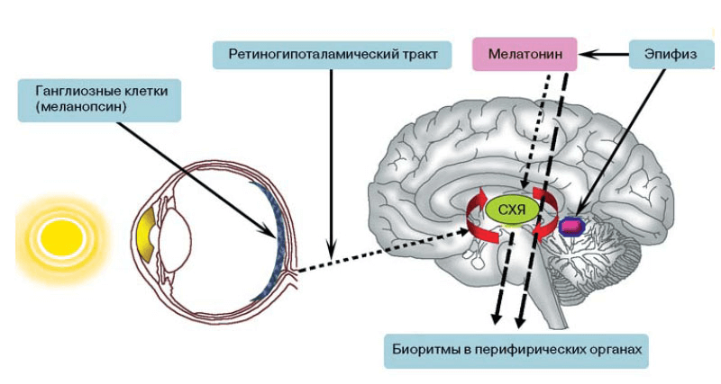 Хрупкий механизм: циркадианная система человека