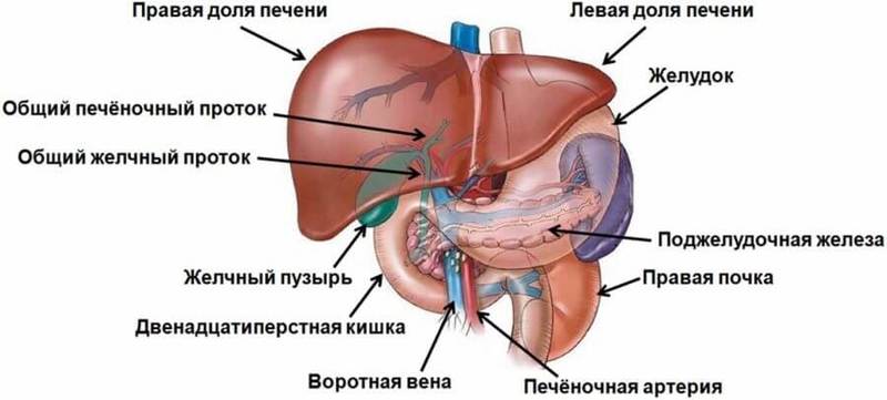 Жировой саркофаг: От ЧЕГО страдает наша ПЕЧЕНЬ