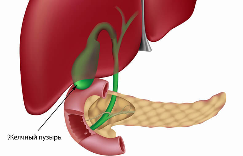 ЗАСТОЙ ЖЕЛЧИ: Топ 6 уязвимых органов