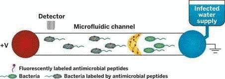 Нанотехнологи разработали устройство для контроля за бактериями в воде