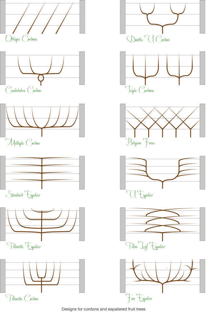 Деревья на шпалерах: компактный сад для небольшого участка