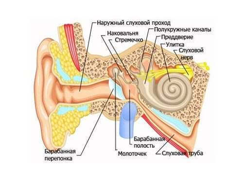 ЕВСТАХИИТ: Упражнения улучающие кровообращение, растяжение спаек и подвижность барабанной перепонки