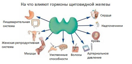 Тиреотропный гормон: Что это такое и за что отвечает