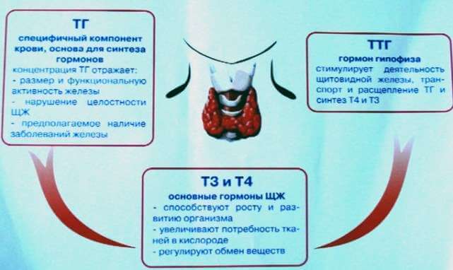 Как запустить по новой работу щитовидки, чтобы ускорить метаболизм 