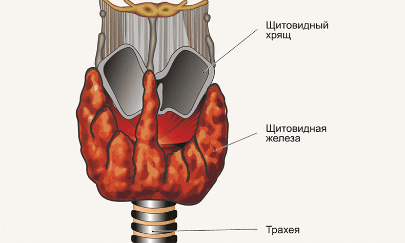 Как запустить по новой работу щитовидки, чтобы ускорить метаболизм 