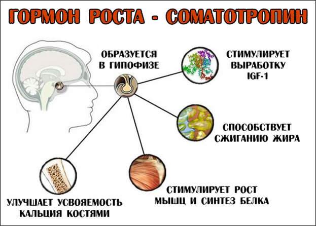 Гормон Соматотропин — замедление старения