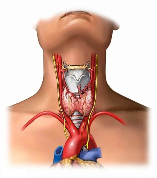 ЩИТОВИДНАЯ ЖЕЛЕЗА: Самодиагностика