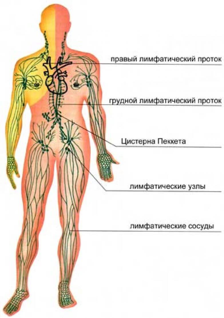 О каких проблемах расскажет воспалившийся лимфоузел