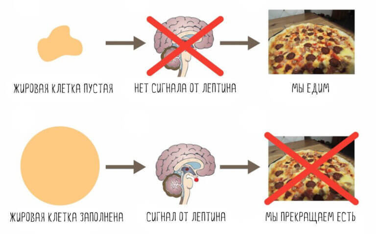 Похудение и «убитый метаболизм»: Фитнес-мифы