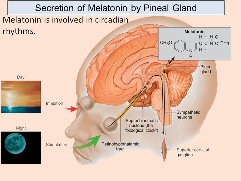 Мелатонин: При депрессии, аутоиммунных заболеваниях и раке