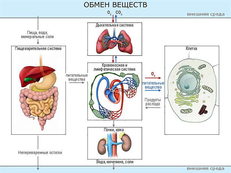 Ускорение обмена веществ: 30 необычных способов