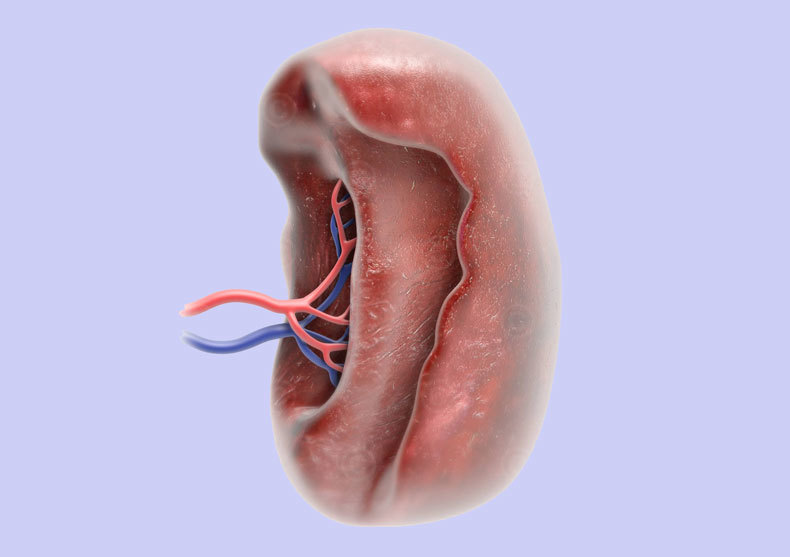 Селезенка: Как оздоровить важный орган лимфатической системы