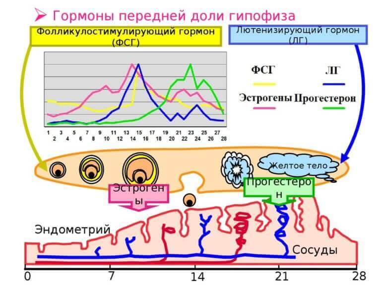 Женское здоровье: Самый уязвимый орган у женщин после 40 