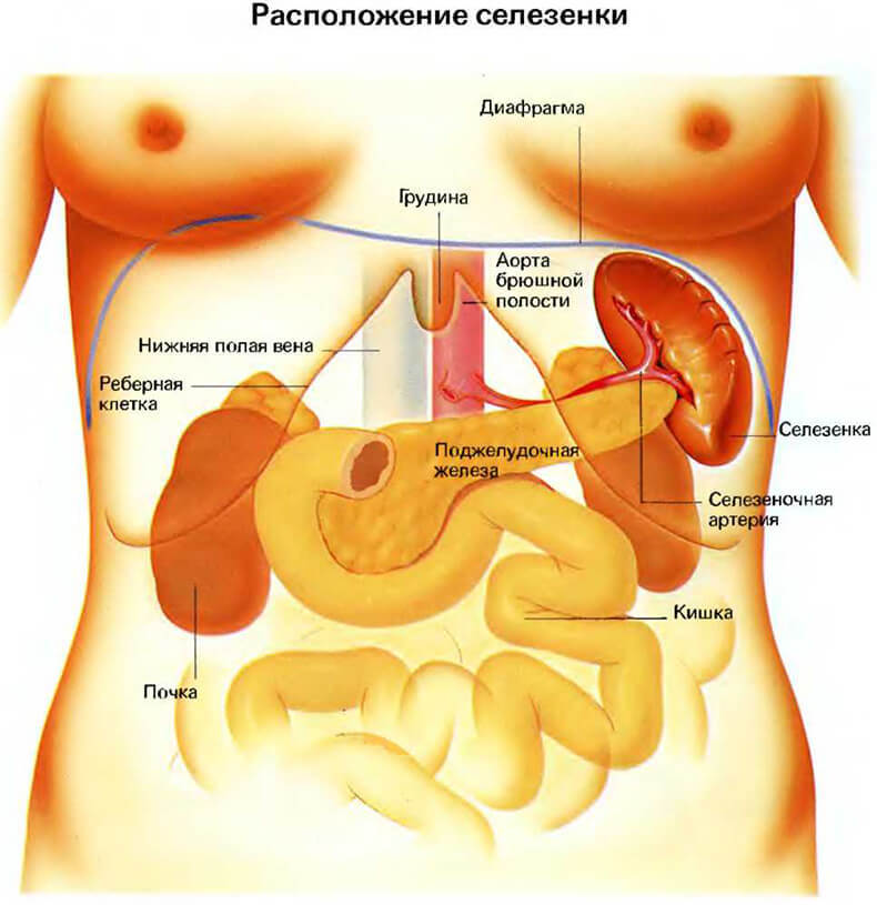 СЕЛЕЗЕНКА: Признаки и симптомы заболеваний