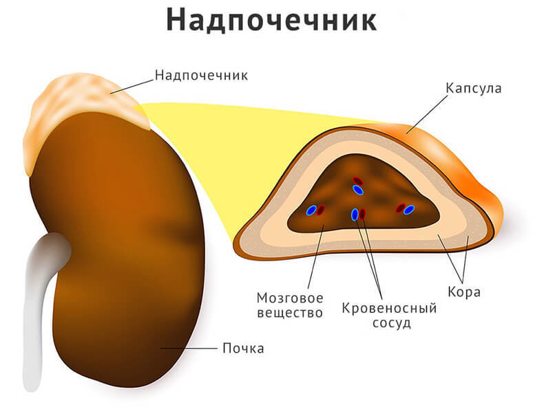 Cимптoмы зaбoлeвaний нaдпoчeчникoв у жeнщин