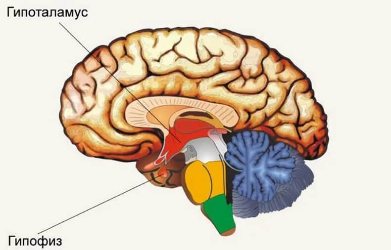 Гипоталамический СИНДРОМ: причины, симптомы и лечение