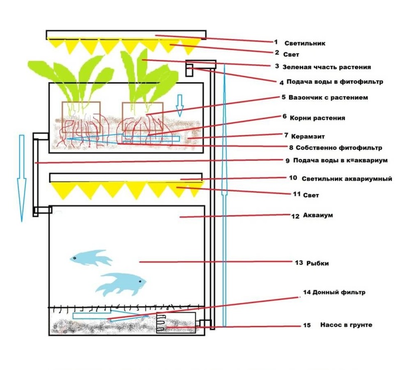 Аквапоника: Основные принципы