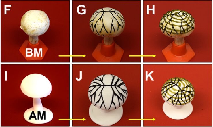 Солнечные био-панели напечатали 3D-принтером на грибах