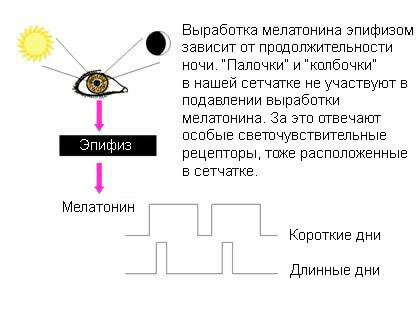 Биохакинг сна: подтверждённые наукой советы