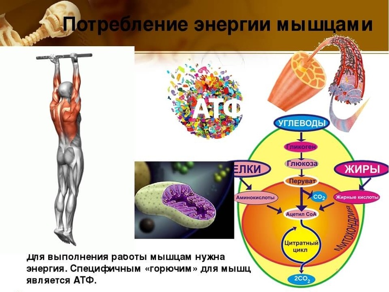 Диета и голодание: Что происходит в вашем организме