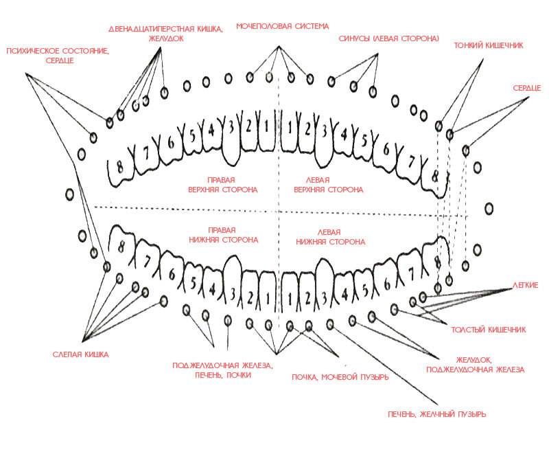 Как связаны зубы и внутренние органы согласно древней китайской методике 