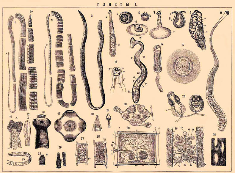 Глисты: Как избавиться от паразитов без таблеток