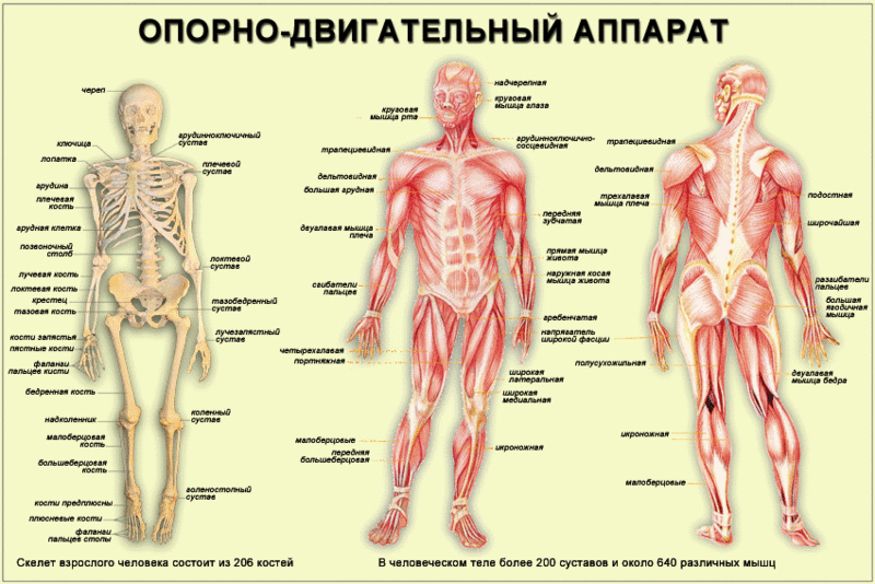 Здоровье позвоночника: Несложный тест на эластичность и упругость связок