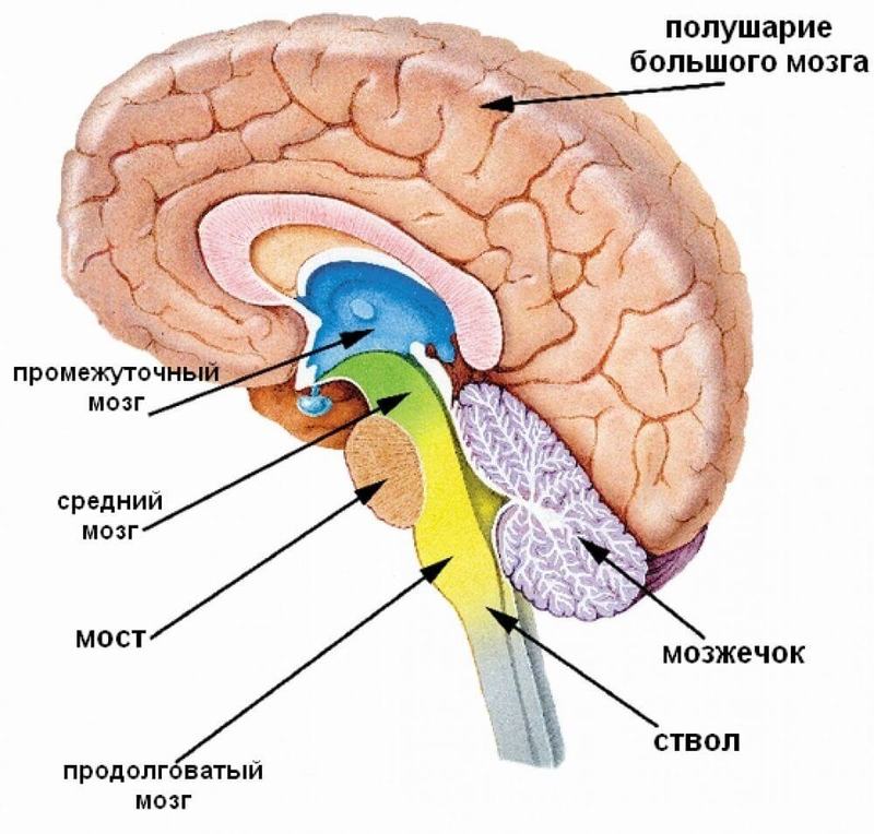 Как МОЗГ предсказывает будущее