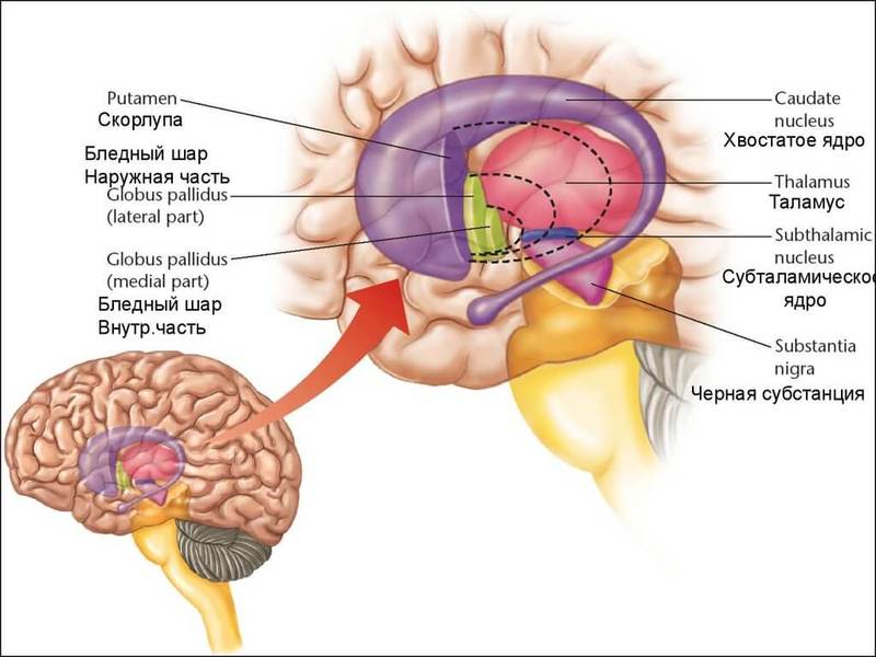 Как МОЗГ предсказывает будущее