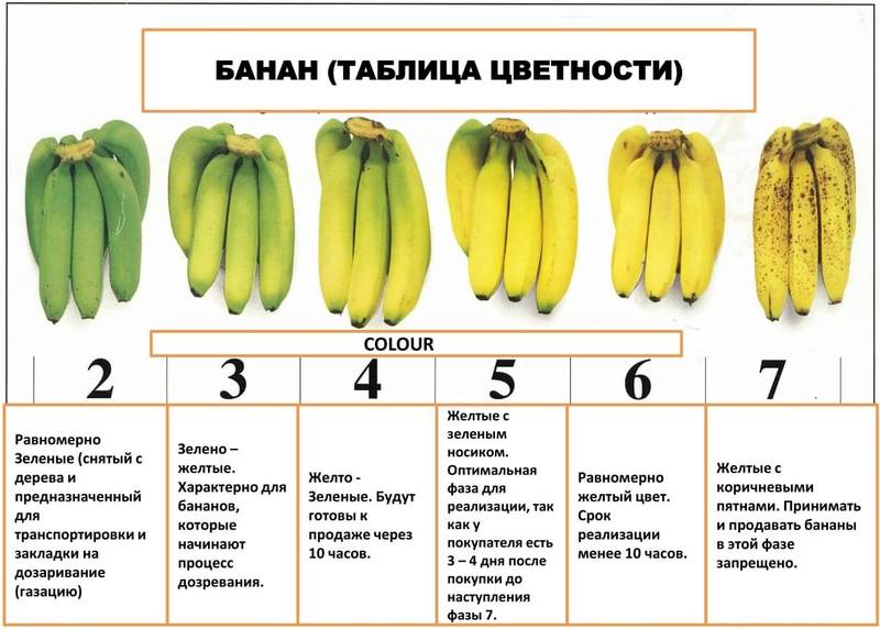 Зеленый банан, или Не забудь покормить микробиоту