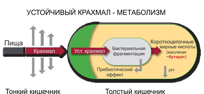 Зеленый банан, или Не забудь покормить микробиоту